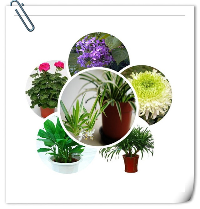 辦公室裝修設計植物選擇.jpg 辦公室裝修設計植物選擇.jpg