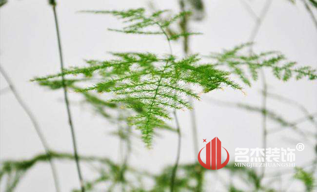 辦公室裝修風(fēng)水之綠植.jpg 辦公室裝修風(fēng)水之綠植.jpg