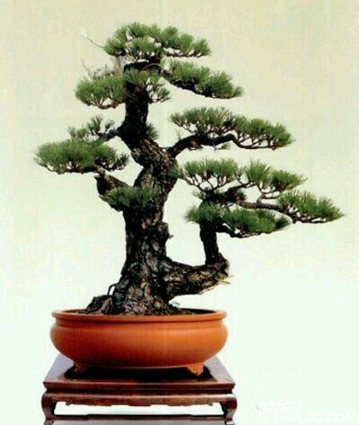 辦公室裝修風(fēng)水之松柏.jpg 辦公室裝修風(fēng)水之松柏.jpg