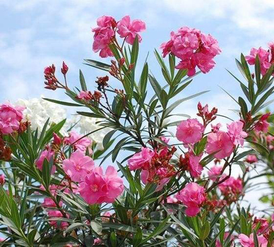 辦公室裝修風(fēng)水之夾竹桃.jpg 辦公室裝修風(fēng)水之夾竹桃.jpg