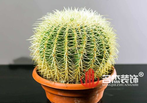 辦公室裝修風(fēng)水之仙人掌.jpg 辦公室裝修風(fēng)水之仙人掌.jpg