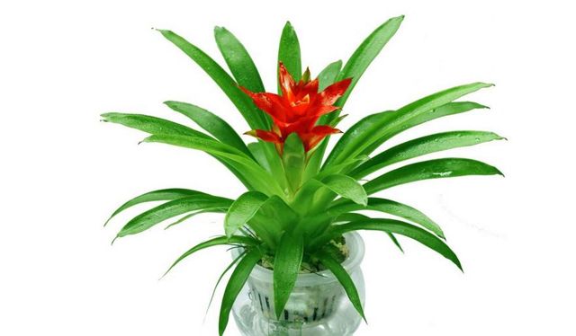 辦公室裝修風水--鴻運當頭.jpg 辦公室裝修風水--鴻運當頭.jpg