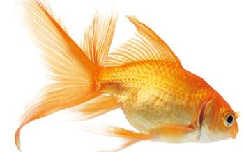 辦公室裝修風水--金魚.jpg 辦公室裝修風水--金魚.jpg