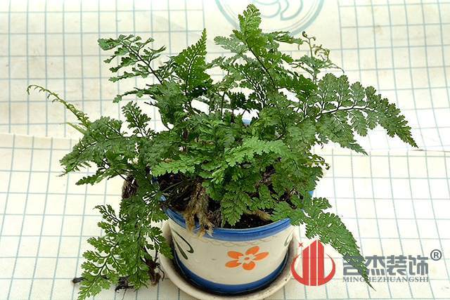 辦公室風(fēng)水之富貴蕨.jpg 辦公室風(fēng)水之富貴蕨.jpg